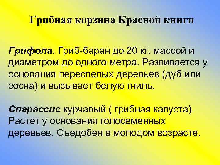 Грибная корзина Красной книги Грифола. Гриб-баран до 20 кг. массой и диаметром до одного