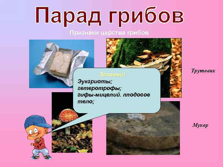 Признаки царства грибов Запомни! Эукариоты; гетеротрофы; гифы-мицелий. плодовое тело; Трутовик Мукор 