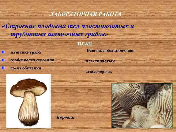 ЛАБОРАТОРНАЯ РАБОТА «Строение плодовых тел пластинчатых и трубчатых шляпочных грибов» ПЛАН: название гриба Вешенка