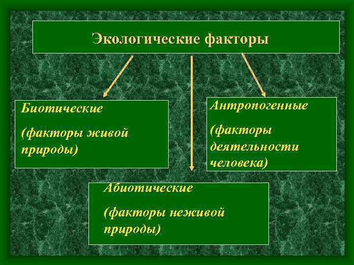 Экологические факторы Биотические Антропогенные (факторы живой природы) (факторы деятельности человека) Абиотические (факторы неживой природы)