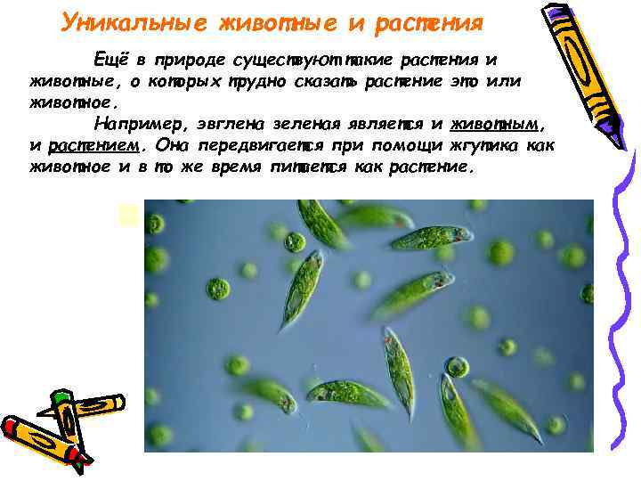 Уникальные животные и растения Ещё в природе существуют такие растения и животные, о которых