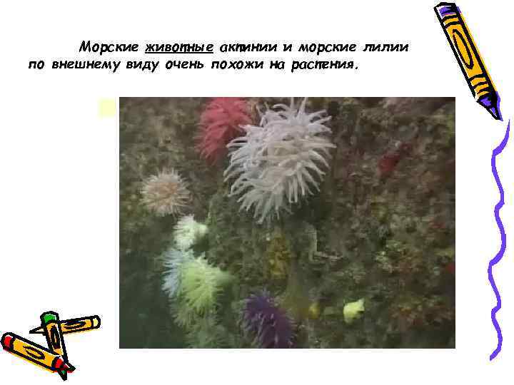 Морские животные актинии и морские лилии по внешнему виду очень похожи на растения. 