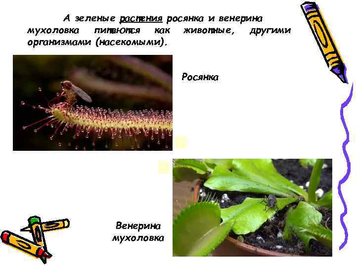 А зеленые растения росянка и венерина мухоловка питаются как животные, другими организмами (насекомыми). Росянка