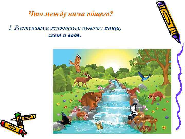 Что между ними общего? 1. Растениям и животным нужны: пища, свет и вода. 