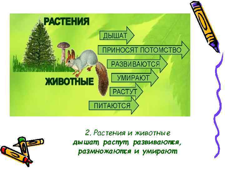 2. Растения и животные дышат, растут, развиваются, размножаются и умирают. 