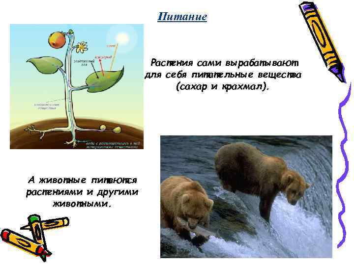 Питание Растения сами вырабатывают для себя питательные вещества (сахар и крахмал). А животные питаются