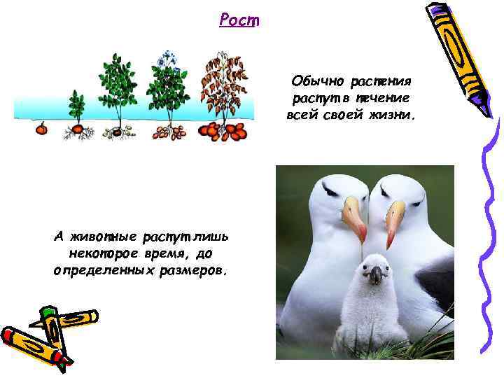 Рост Обычно растения растут в течение всей своей жизни. А животные растут лишь некоторое