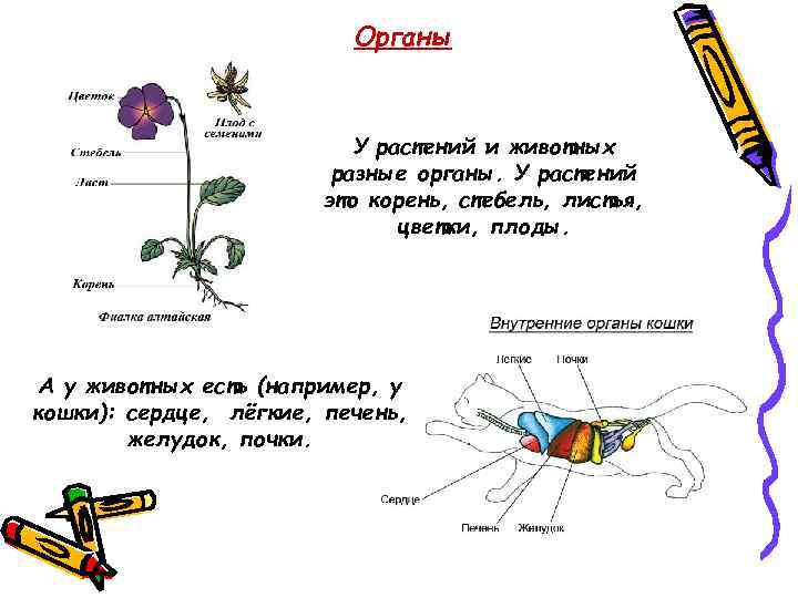 Органы У растений и животных разные органы. У растений это корень, стебель, листья, цветки,