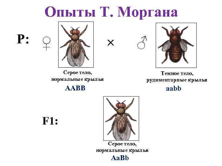 Опыты Т. Моргана Р: ♀ × Серое тело, нормальные крылья ♂ Темное тело, рудиментарные