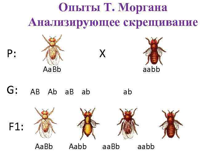 Опыты Т. Моргана Анализирующее скрещивание P: X Aa. Bb G: aabb AB Ab a.