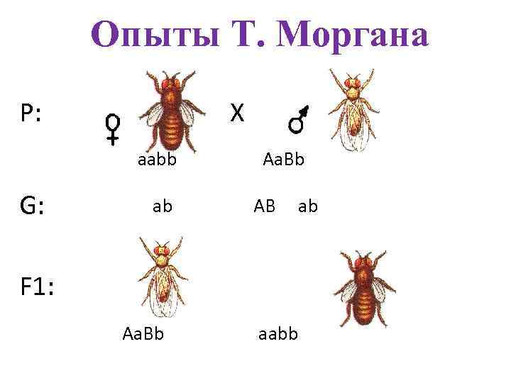 Схема скрещивания дрозофил