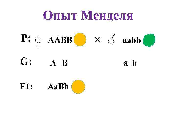 Опыт Менделя Р: ♀ ААВВ G: A B F 1: Aa. Bb × ♂