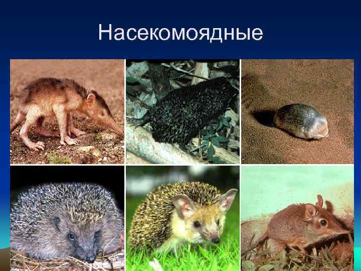 Насекомоядные ММЦ 74212 