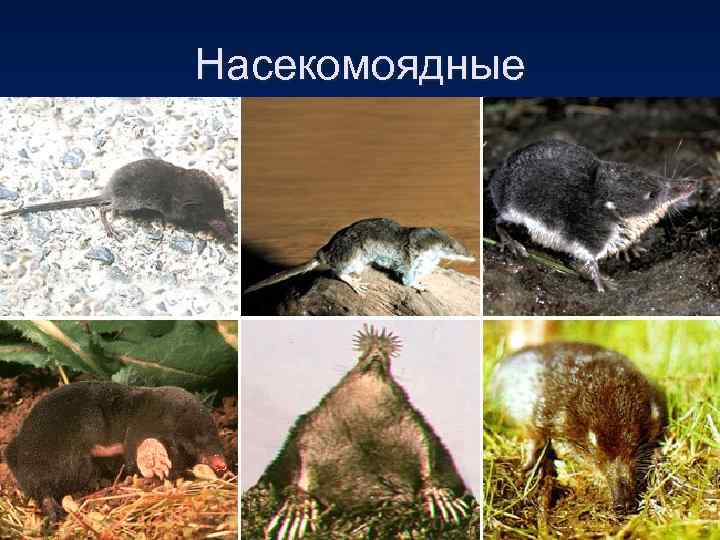 Насекомоядные ММЦ 74212 