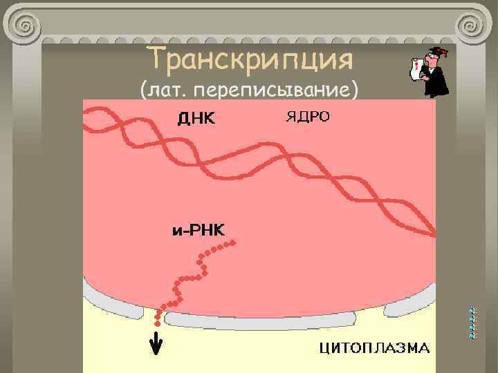 Транскрипция (лат. переписывание) 