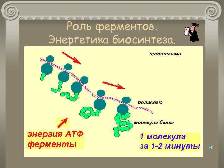 Роль ферментов. Энергетика биосинтеза. 