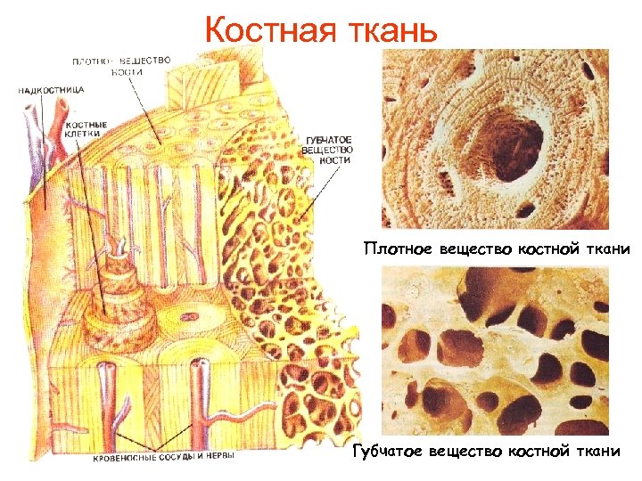 Костная ткань Плотное вещество костной ткани Губчатое вещество костной ткани 