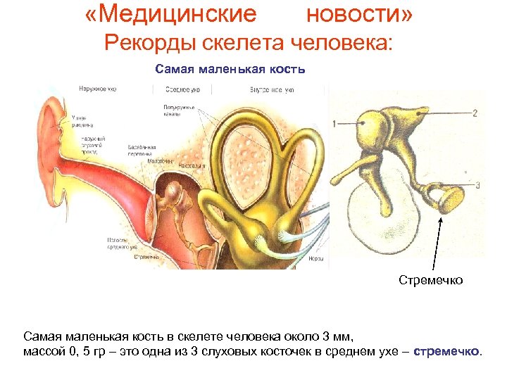  «Медицинские новости» Рекорды скелета человека: Самая маленькая кость Стремечко Самая маленькая кость в