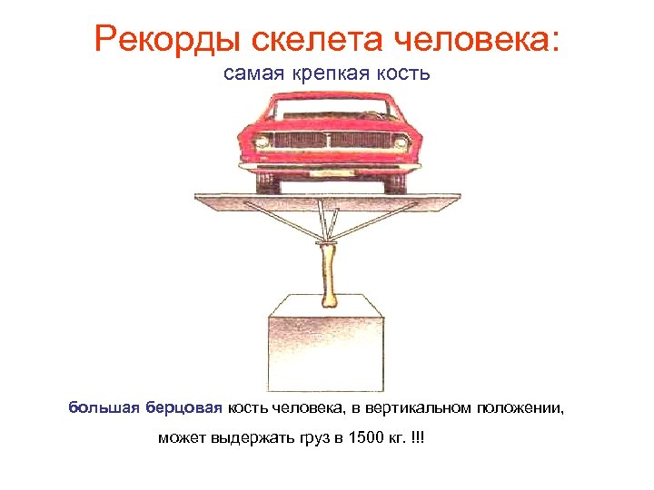 Рекорды скелета человека: самая крепкая кость большая берцовая кость человека, в вертикальном положении, может