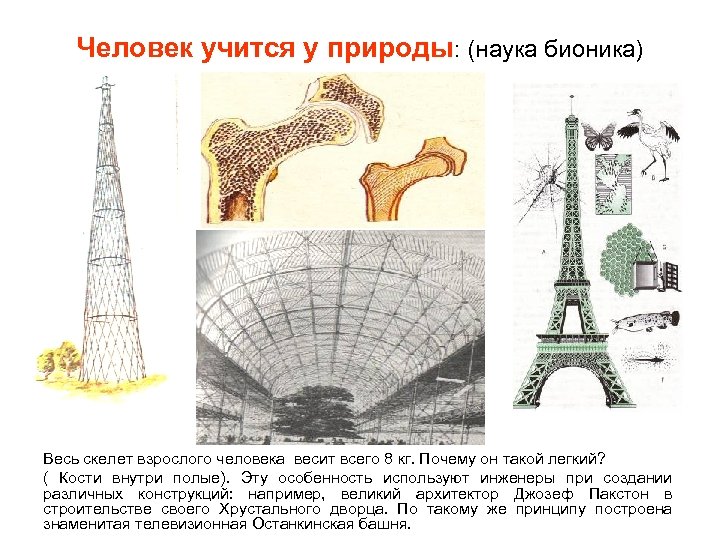 Человек учится у природы: (наука бионика) Весь скелет взрослого человека весит всего 8 кг.