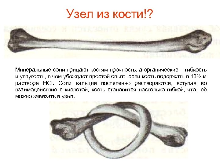 Узел из кости!? Минеральные соли придают костям прочность, а органические – гибкость и упругость,