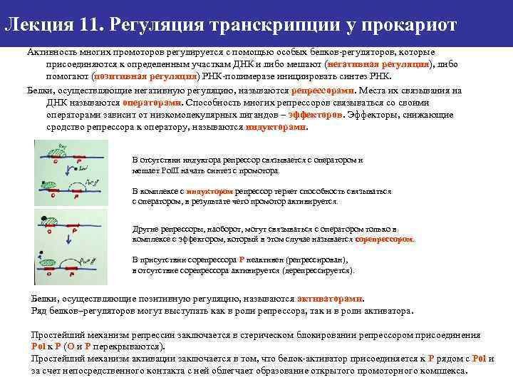 Регуляция биосинтеза прокариот и эукариот. Регуляция транскрипции у эукариот. Регуляция транскрипции и трансляции у прокариот и эукариот. Транскрипция механизм и регуляция у прокариот. Регуляция транскрипции у прокариот и эукариот.