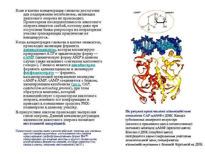 Если в клетке концентрация глюкозы достаточна для поддержания метаболизма, активация лактозного оперона не происходит.