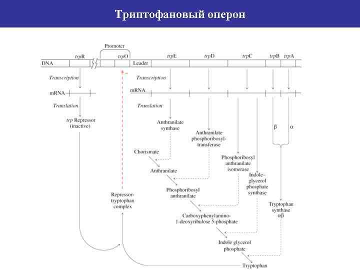 Триптофановый бульон предназначение