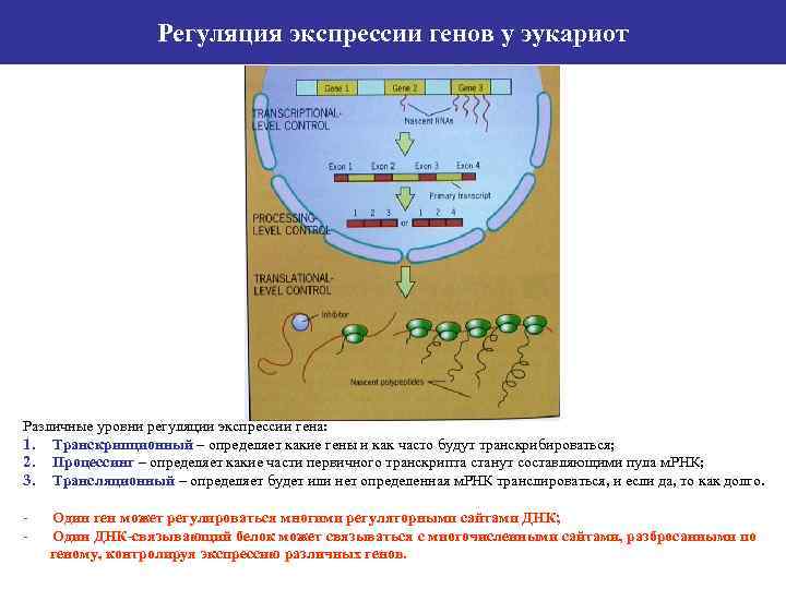 Регуляция экспрессии генов у эукариот Различные уровни регуляции экспрессии гена: 1. Транскрипционный – определяет