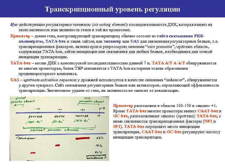 Транскрипционный уровень регуляции Цис-действующие регуляторные элементы (cis-acting element): последовательность ДНК, которая влияет на свою