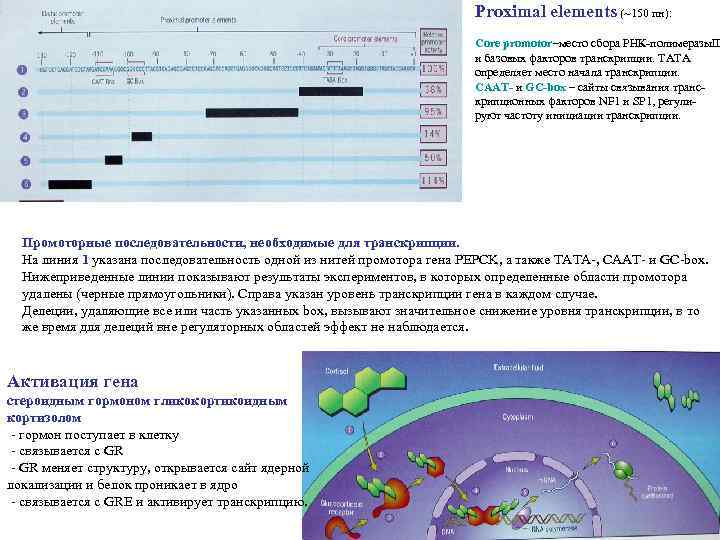 Proximal elements (~150 пн): Core promotor–место сбора РНК-полимеразы. II и базовых факторов транскрипции. ТАТА
