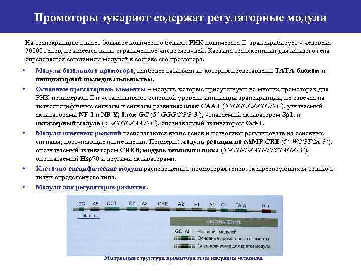 Промоторы эукариот содержат регуляторные модули На транскрипцию влияет большое количество белков. РНК-полимераза II транскрибирует
