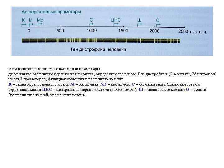 Альтернативные или множественные промоторы дают начало различным версиям транскрипта, определяемого геном. Ген дистрофина (2,