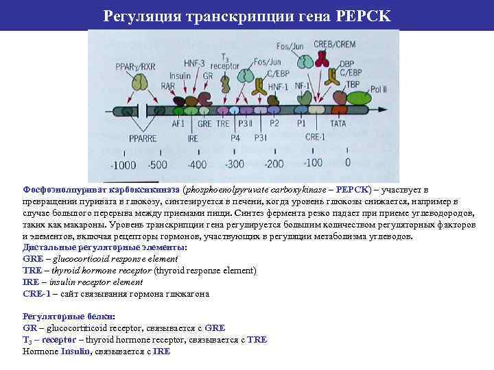 Регуляция транскрипции гена PEPCK Фосфоэнолпуриват карбоксикиназа (phosphoenolpyruvate carboxykinase – PEPCK) – участвует в превращении