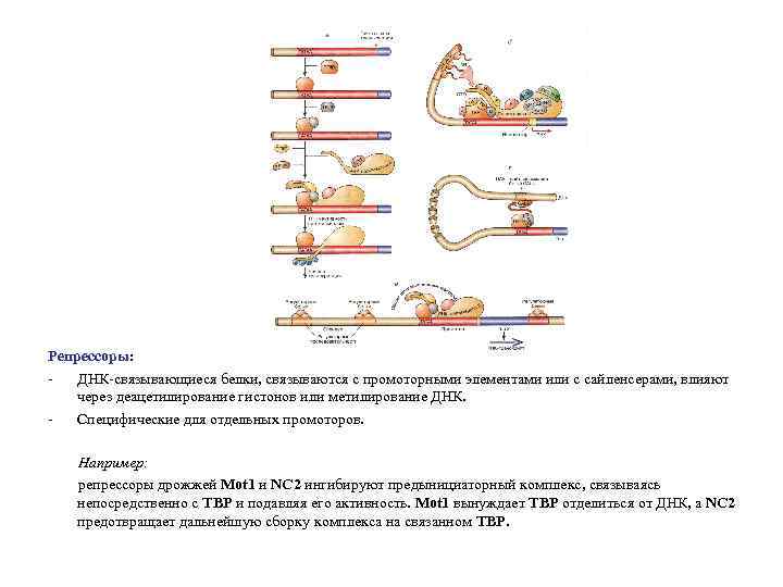 Репрессоры: ДНК-связывающиеся белки, связываются с промоторными элементами или с сайленсерами, влияют через деацетилирование гистонов