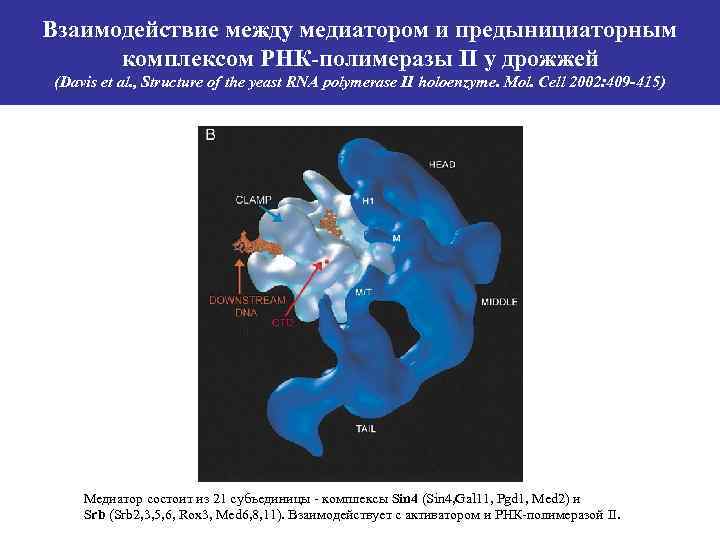 Взаимодействие между медиатором и предынициаторным комплексом РНК-полимеразы II у дрожжей (Davis et al. ,