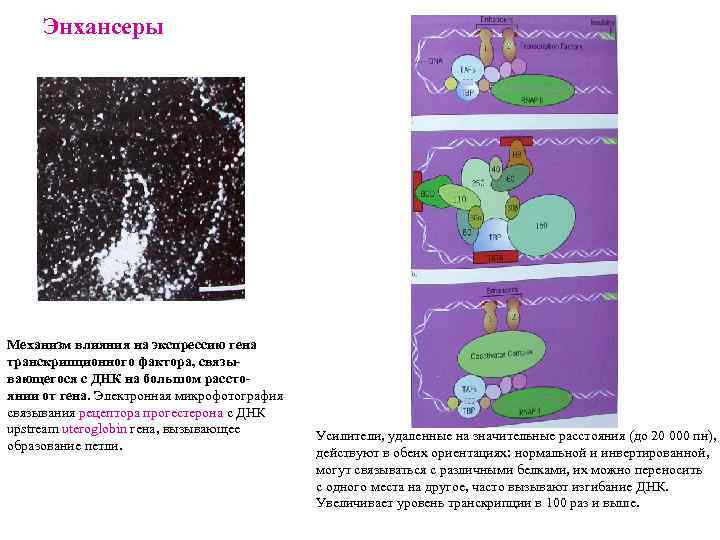 Энхансеры Механизм влияния на экспрессию гена транскрипционного фактора, связывающегося с ДНК на большом расстоянии