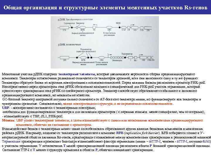 Общая организация и структурные элементы межгенных участков Rs-генов Межгенные участки р. ДНК содержат энхансерные