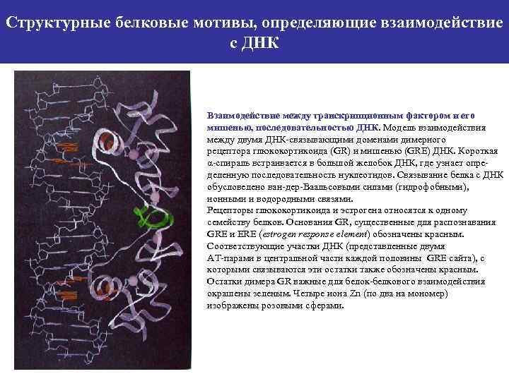 Структурные белковые мотивы, определяющие взаимодействие с ДНК Взаимодействие между транскрипционным фактором и его мишенью,