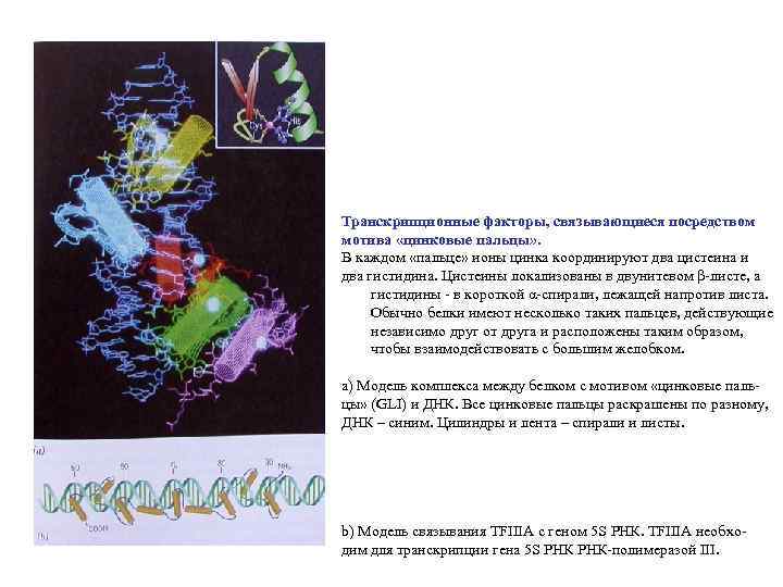 Транскрипционные факторы, связывающиеся посредством мотива «цинковые пальцы» . В каждом «пальце» ионы цинка координируют