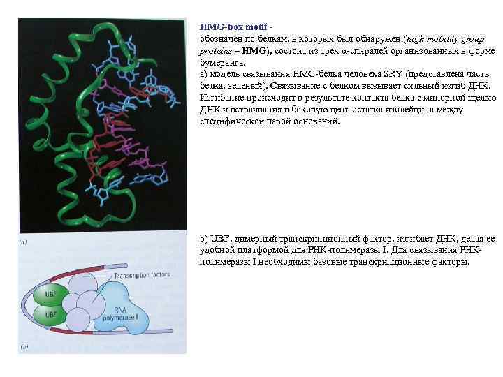HMG-box motif обозначен по белкам, в которых был обнаружен (high mobility group proteins –