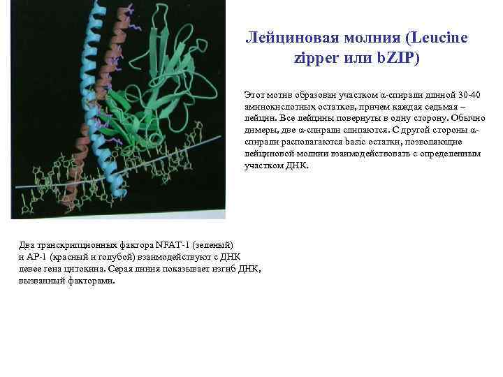 Лейциновая молния (Leucine zipper или b. ZIP) Этот мотив образован участком α-спирали длиной 30