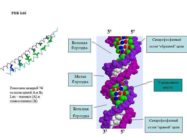 PDB 1 ci 6 3’ 5’ Сахарофосфатный Большая бороздка остов ‘обратной’ цепи Малая бороздка