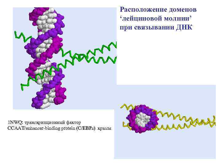 Расположение доменов ‘лейциновой молнии’ при связывании ДНК 1 NWQ: транскрипционный фактор CCAAT/enhancer-binding protein (C/EBPs)