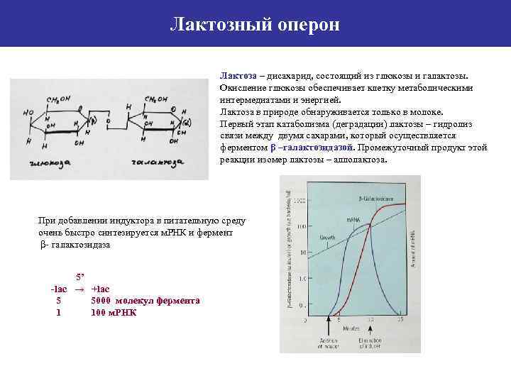 Лактозный оперон Лактоза – дисахарид, состоящий из глюкозы и галактозы. Окисление глюкозы обеспечивает клетку