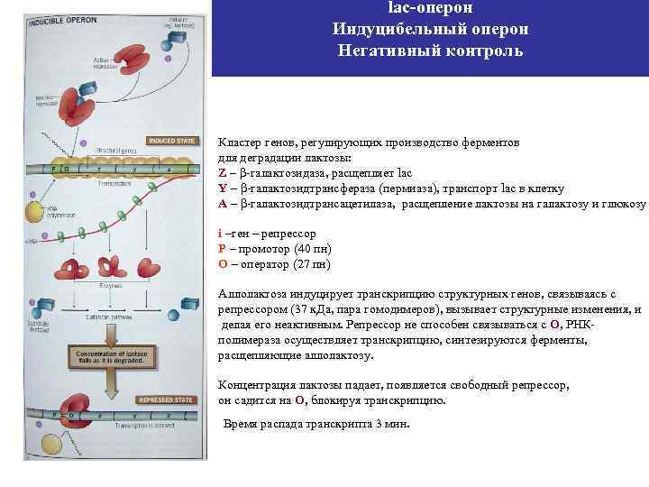 Транскрипция оперона