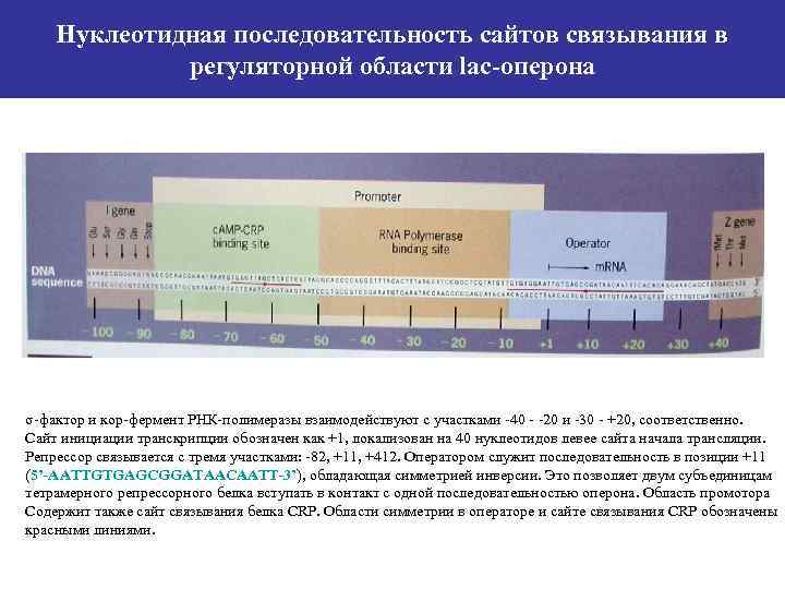 Нуклеотидная последовательность сайтов связывания в регуляторной области lac-оперона σ-фактор и кор-фермент РНК-полимеразы взаимодействуют с
