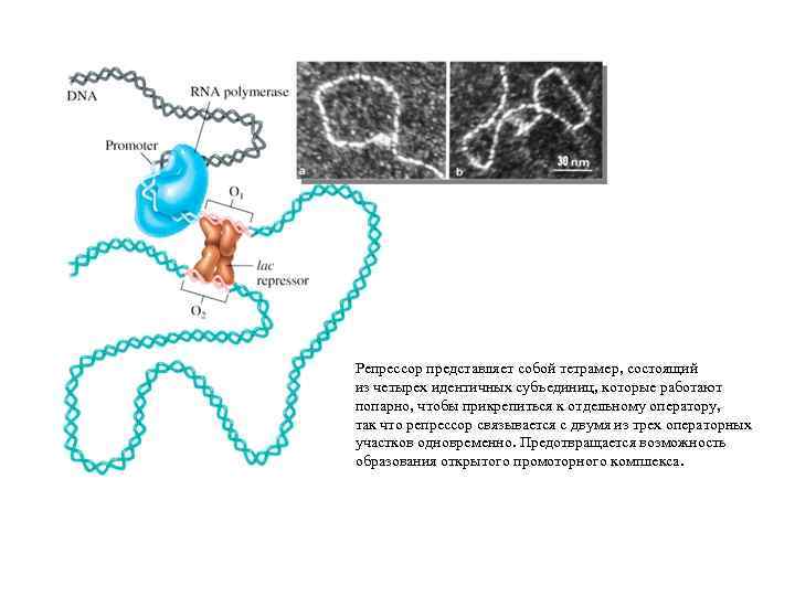 Репрессор представляет собой тетрамер, состоящий из четырех идентичных субъединиц, которые работают попарно, чтобы прикрепиться
