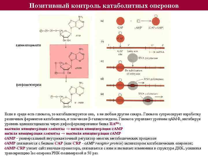 Позитивный контроль катаболитных оперонов аденилатциклаза фосфодиэстераза Если в среде есть глюкоза, то катабализируется она,