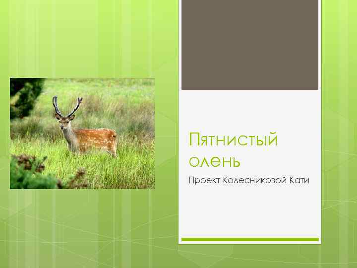 Пятнистый олень Проект Колесниковой Кати 